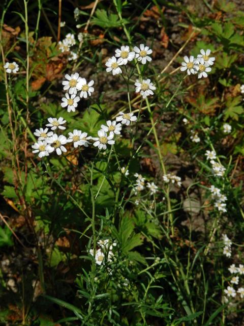 Řebříček bertrám (Achillea ptarmica L.)