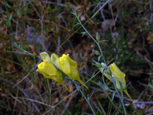 Lnice italská (Linaria pallidiflora (Lam.) Valdés)[/i] (Lam.) Valdés)