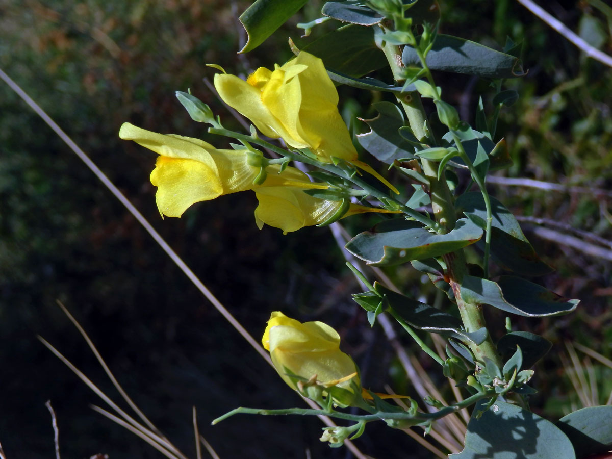 Lnice italská (Linaria pallidiflora (Lam.) Valdés)[/i] (Lam.) Valdés)