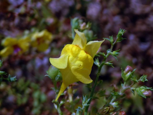 Lnice italská (Linaria pallidiflora (Lam.) Valdés)[/i] (Lam.) Valdés)