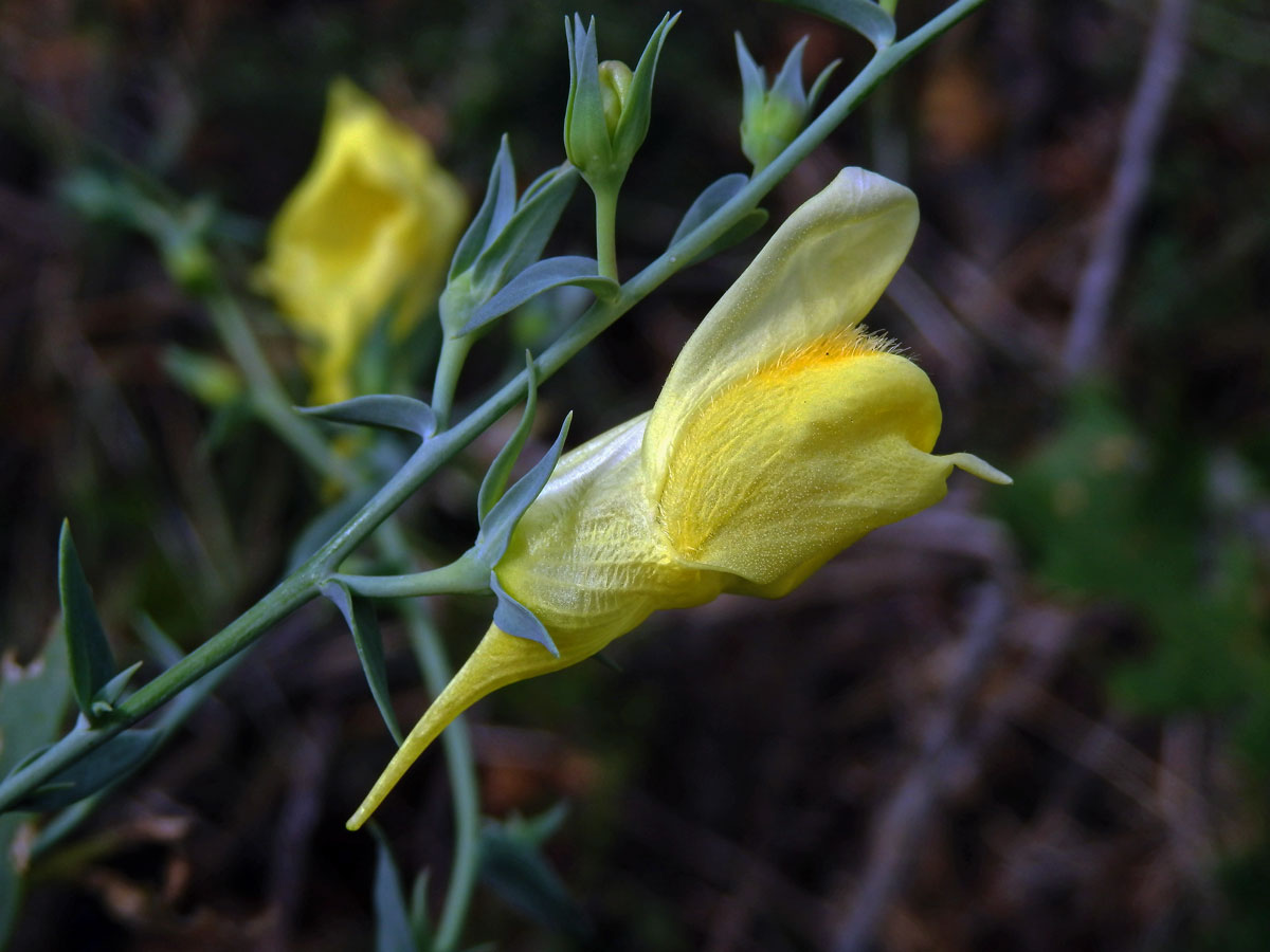 Lnice italská (Linaria pallidiflora (Lam.) Valdés)[/i] (Lam.) Valdés)