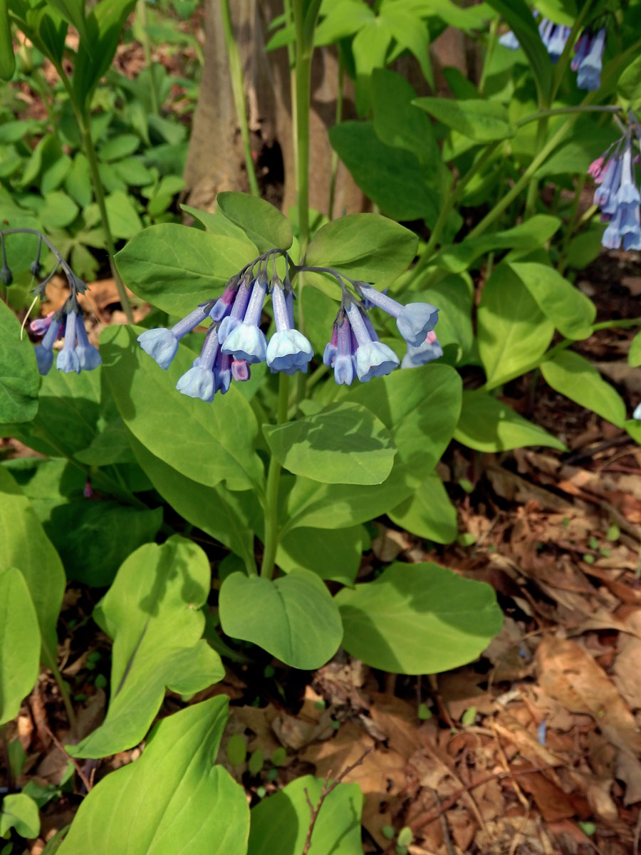 Mertensia virginica (L.) Pers. ex Link