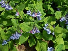 Mertensia virginica (L.) Pers. ex Link