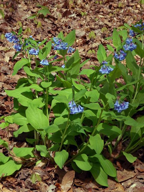 Mertensia virginica (L.) Pers. ex Link