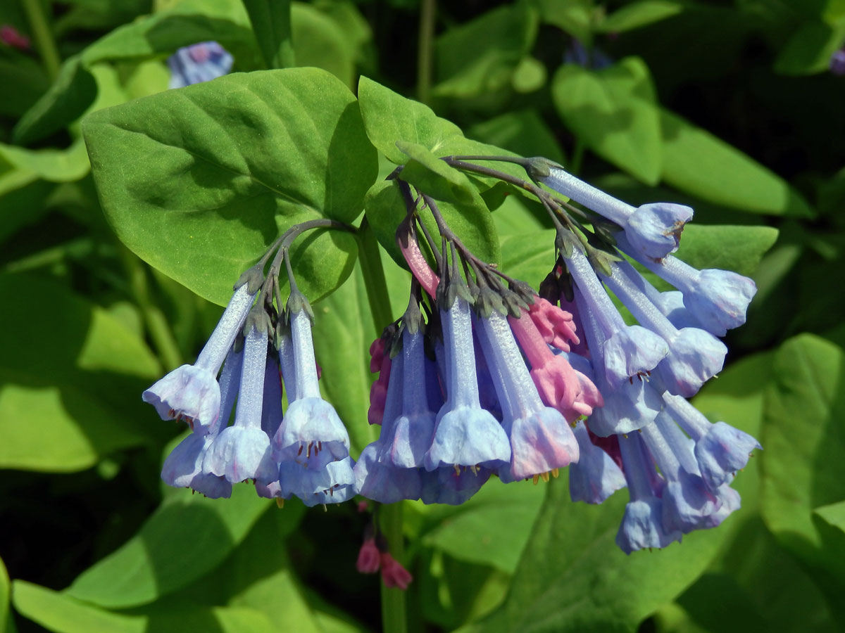 Mertensia virginica (L.) Pers. ex Link