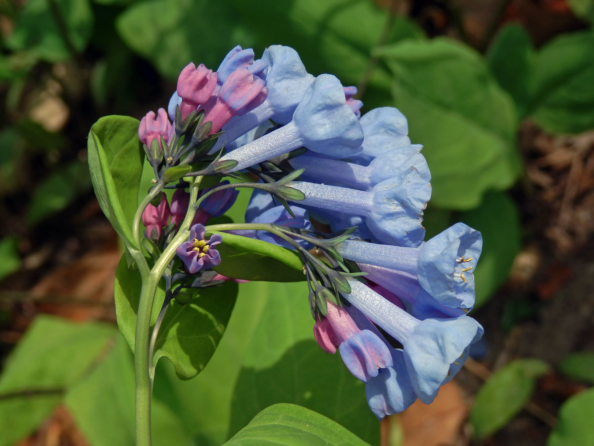 Mertensia virginica (L.) Pers. ex Link