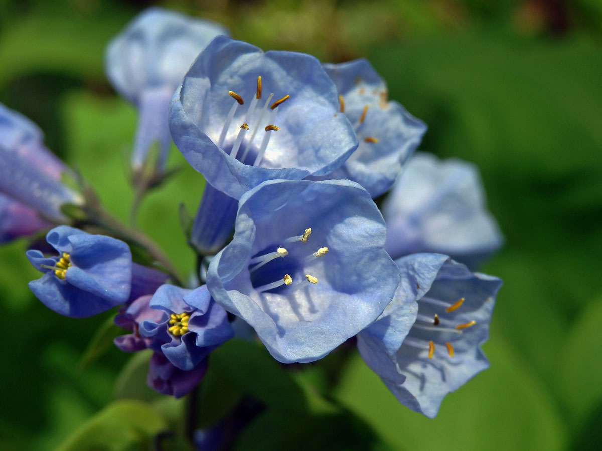 Mertensia virginica (L.) Pers. ex Link