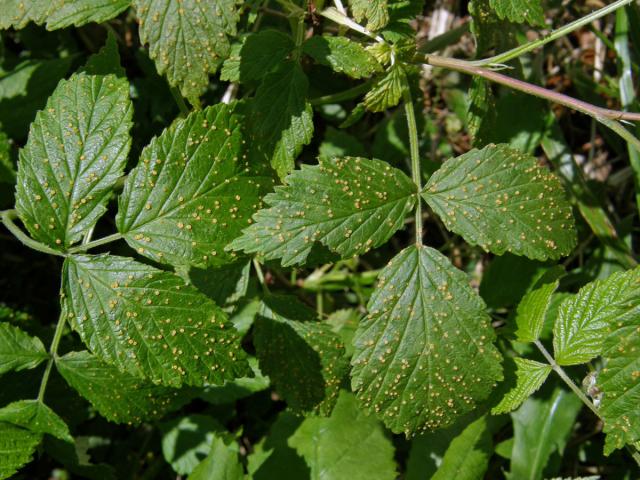 Hálky na maliníku (Rubus idaeus), neznámý původce