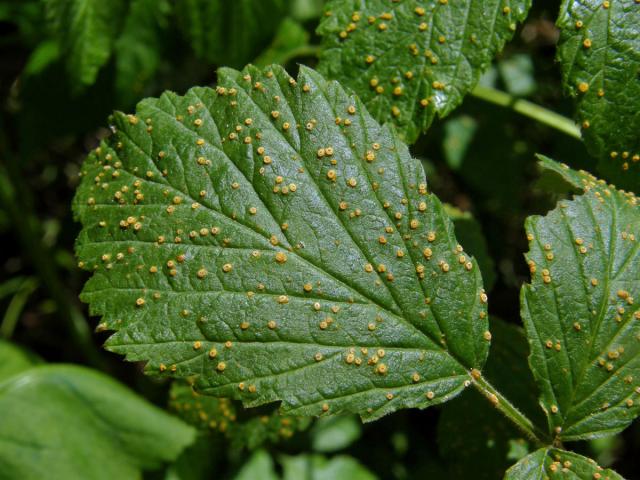 Hálky na maliníku (Rubus idaeus), neznámý původce