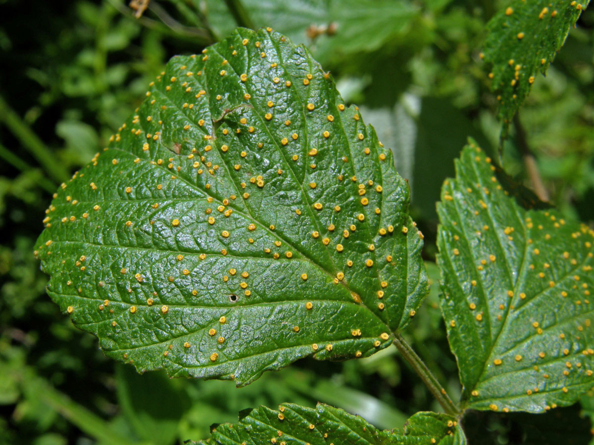 Hálky na maliníku (Rubus idaeus), neznámý původce