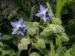 Brutnák lékařský (Borago officinalis L.)