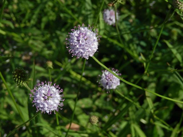 Čertkusek jižní (Succisela inflexa (Kluk) G. Beck)