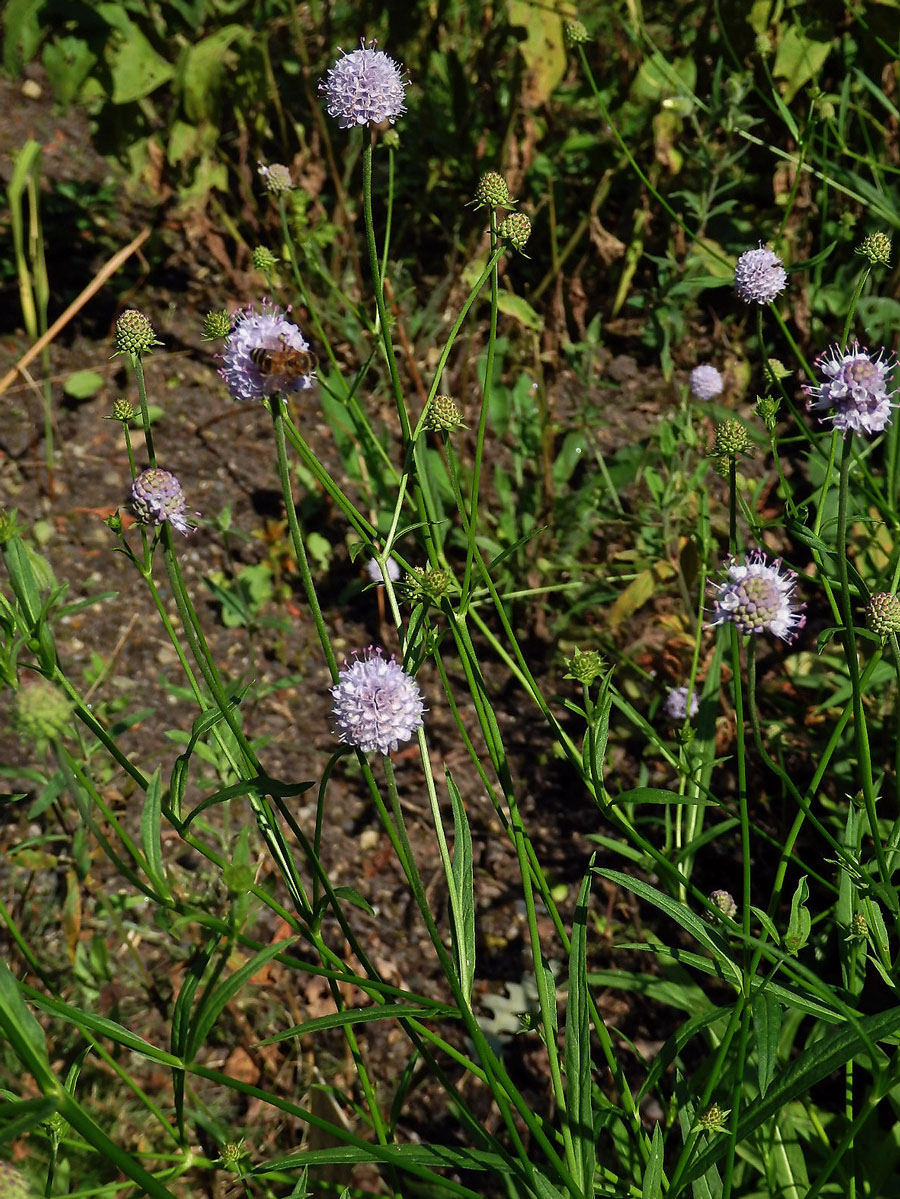 Čertkusek jižní (Succisela inflexa (Kluk) G. Beck)