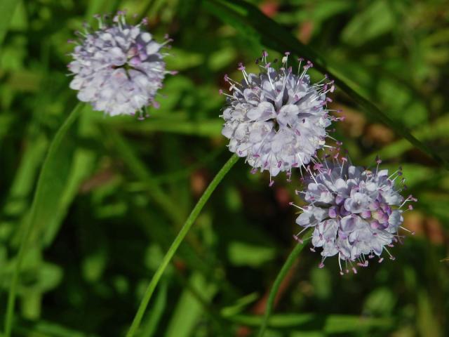 Čertkusek jižní (Succisela inflexa (Kluk) G. Beck)