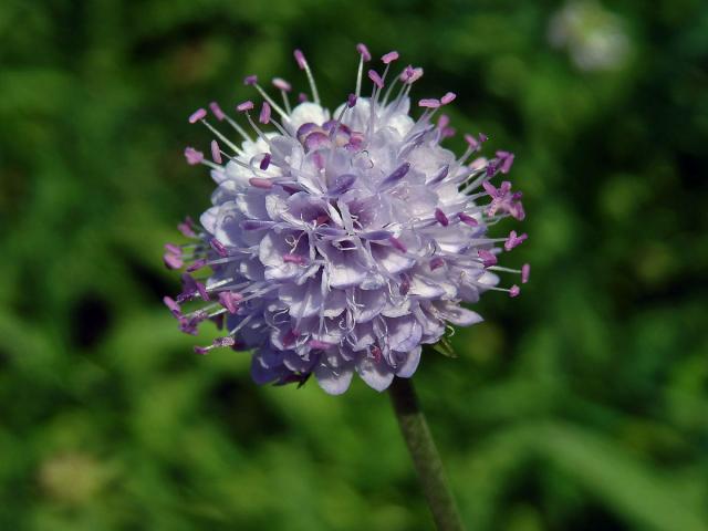 Čertkusek jižní (Succisela inflexa (Kluk) G. Beck)