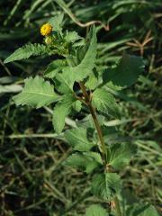 Dvouzubec chlupatý (Bidens pilosa L.)