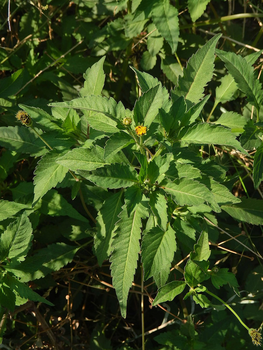 Dvouzubec chlupatý (Bidens pilosa L.)