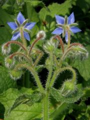 Brutnák lékařský (Borago officinalis L.)