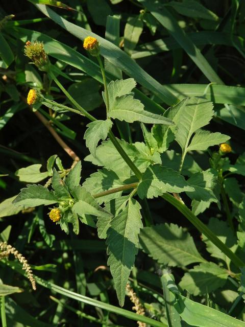 Dvouzubec chlupatý (Bidens pilosa L.)