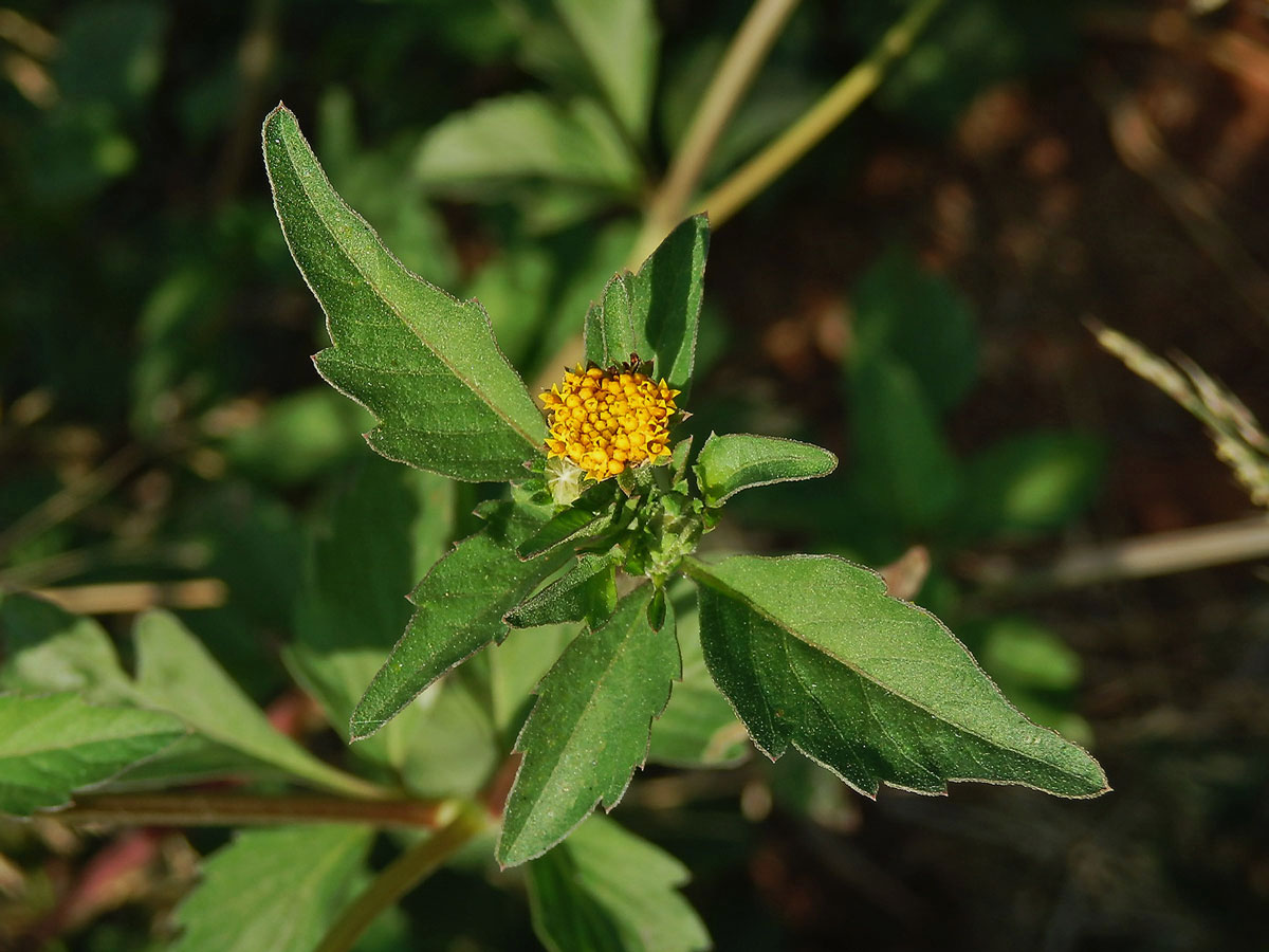 Dvouzubec chlupatý (Bidens pilosa L.)