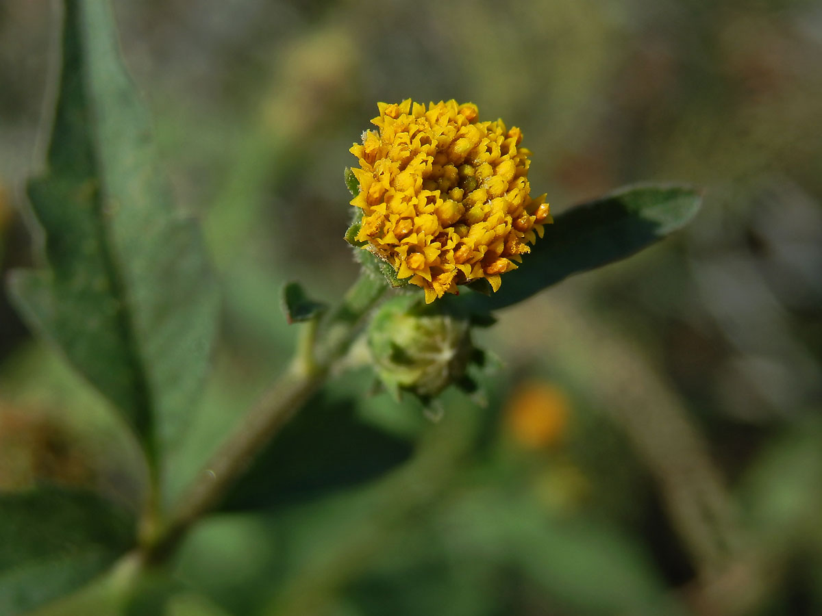 Dvouzubec chlupatý (Bidens pilosa L.)