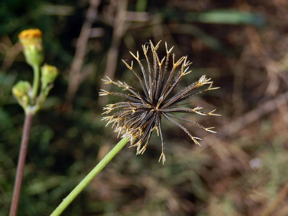 Dvouzubec chlupatý (Bidens pilosa L.)