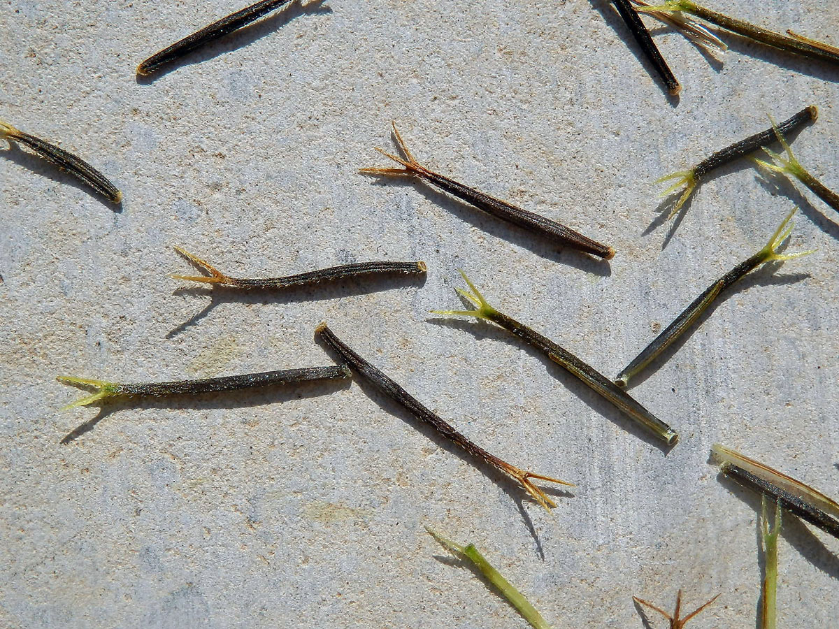 Dvouzubec chlupatý (Bidens pilosa L.)