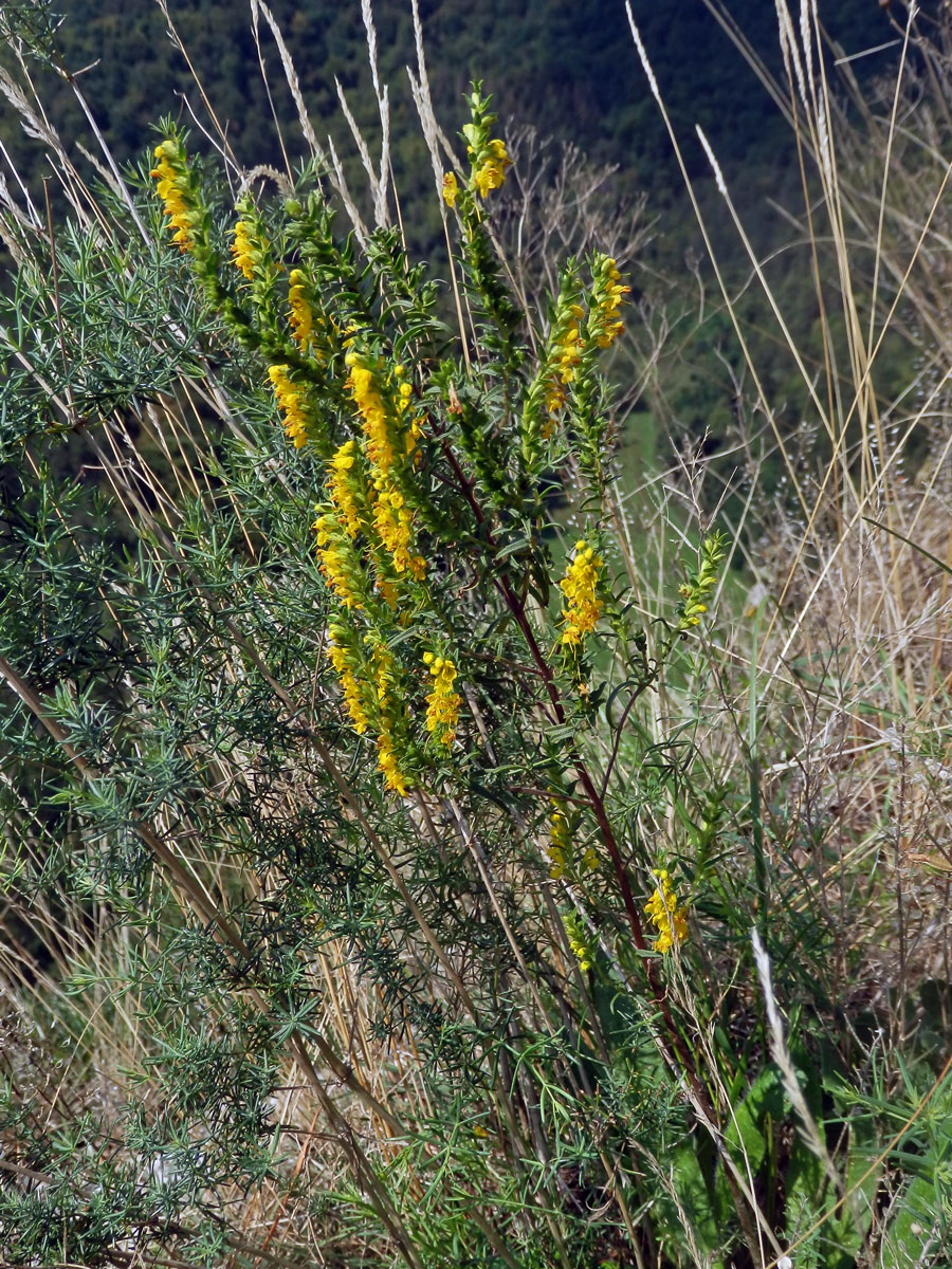 Zahořanka žlutá (Orthantha lutea (L.) Wettst.)