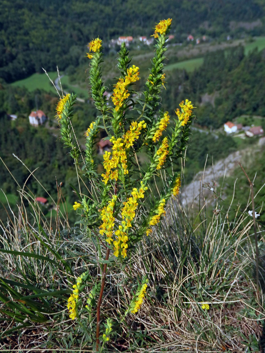 Zahořanka žlutá (Orthantha lutea (L.) Wettst.)