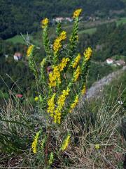 Zahořanka žlutá (Orthantha lutea (L.) Wettst.)