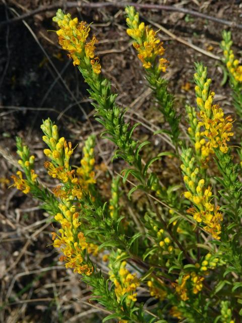 Zahořanka žlutá (Orthantha lutea (L.) Wettst.)