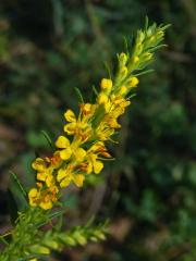 Zahořanka žlutá (Orthantha lutea (L.) Wettst.)