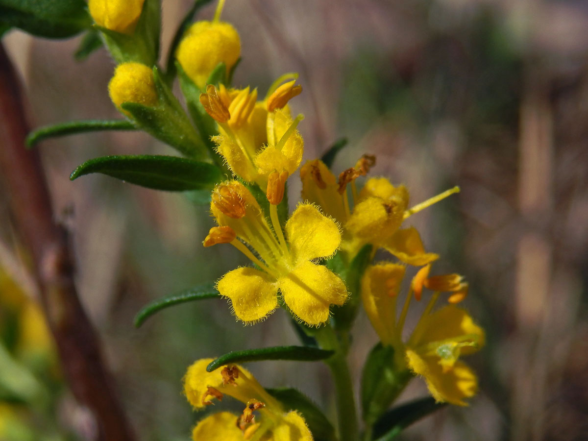 Zahořanka žlutá (Orthantha lutea (L.) Wettst.)