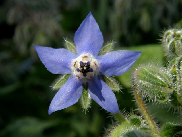 Brutnák lékařský (Borago officinalis L.)