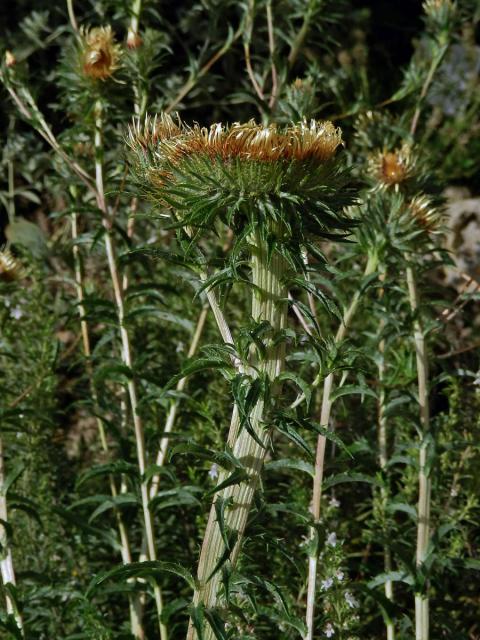 Fasciace pupava obecné (Carlina vulgaris L.)