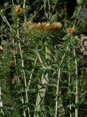 Fasciace pupavy obecné (Carlina vulgaris L.)