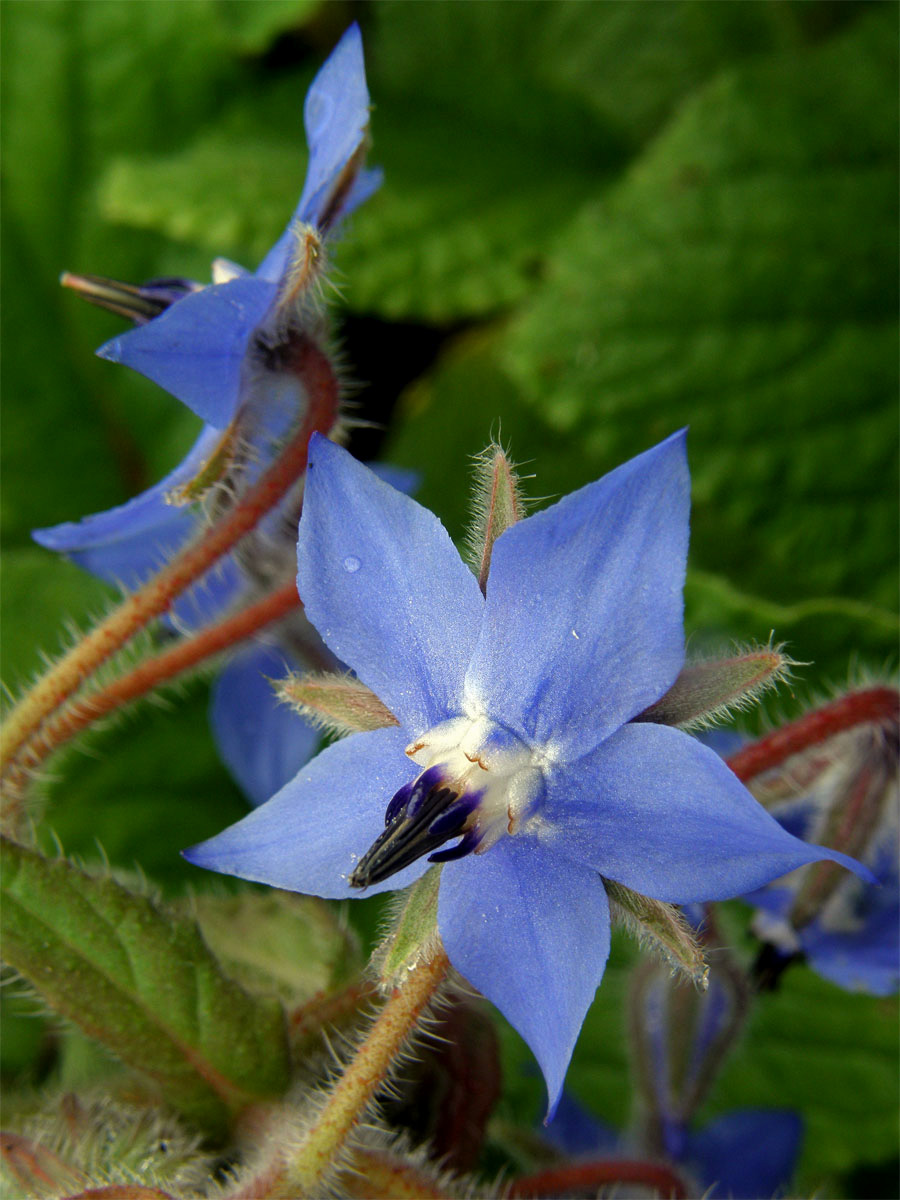 Brutnák lékařský (Borago officinalis L.)