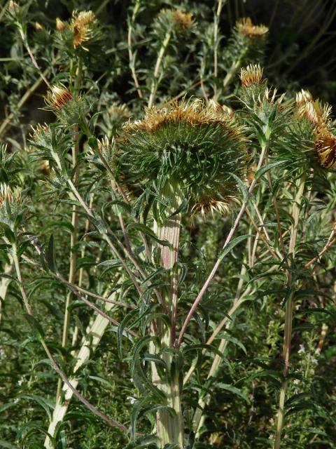 Fasciace pupava obecné (Carlina vulgaris L.)