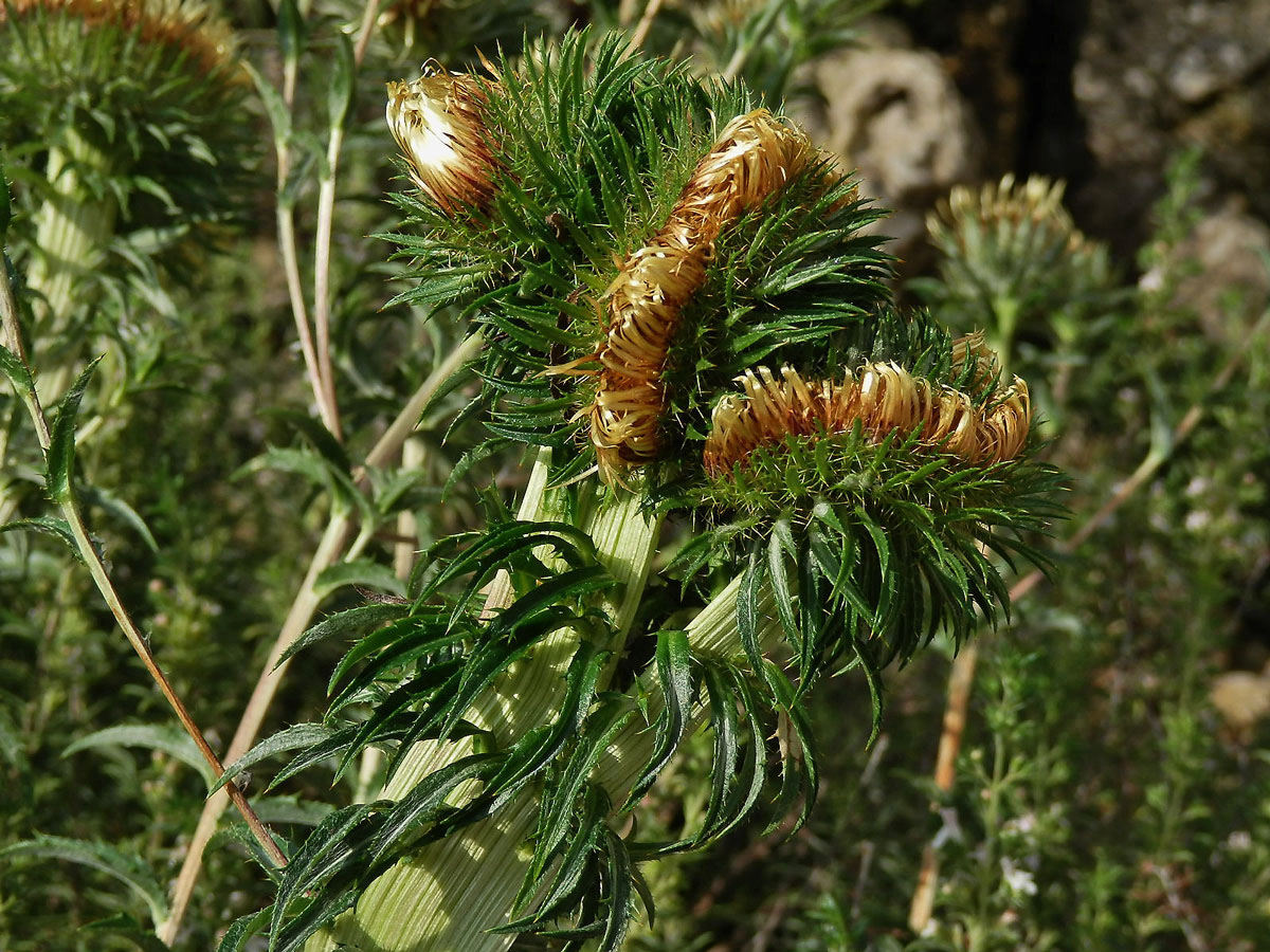 Fasciace pupava obecné (Carlina vulgaris L.)