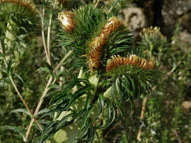 Fasciace pupava obecné (Carlina vulgaris L.)