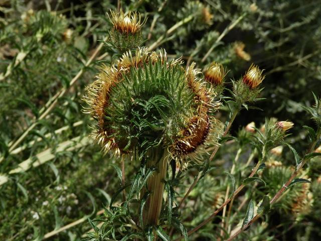 Fasciace pupava obecné (Carlina vulgaris L.)