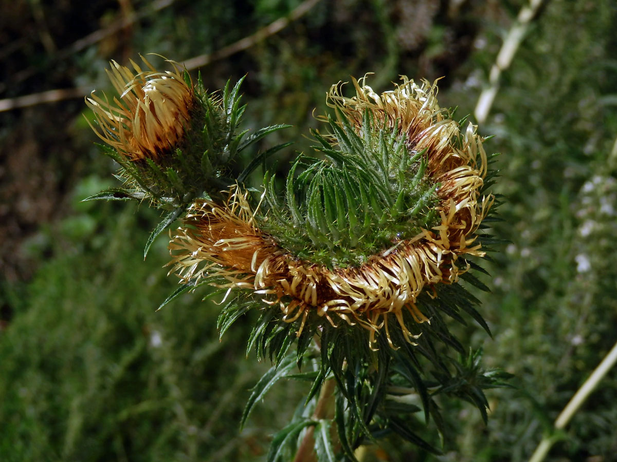 Fasciace pupava obecné (Carlina vulgaris L.)