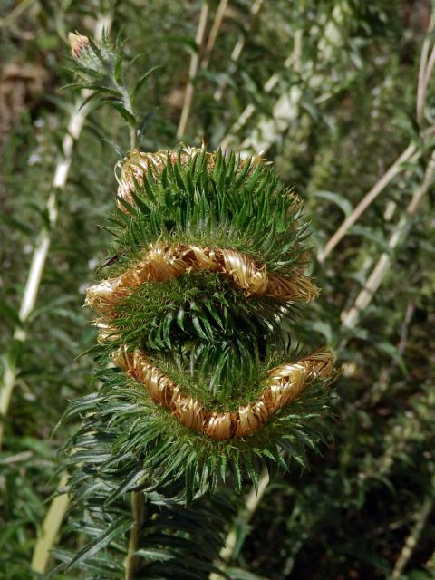 Fasciace pupava obecné (Carlina vulgaris L.)