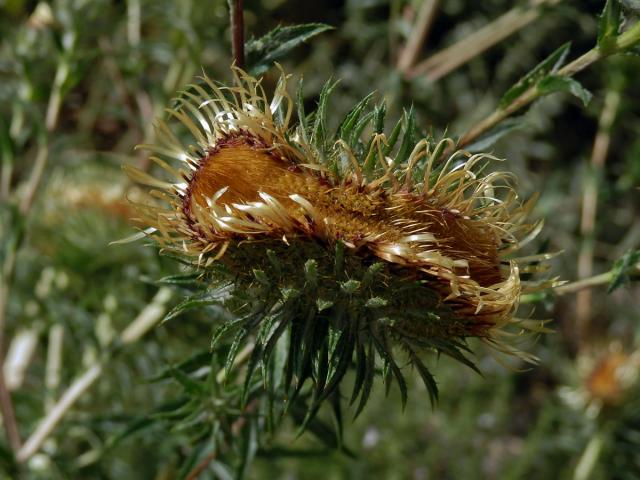 Fasciace pupava obecné (Carlina vulgaris L.)