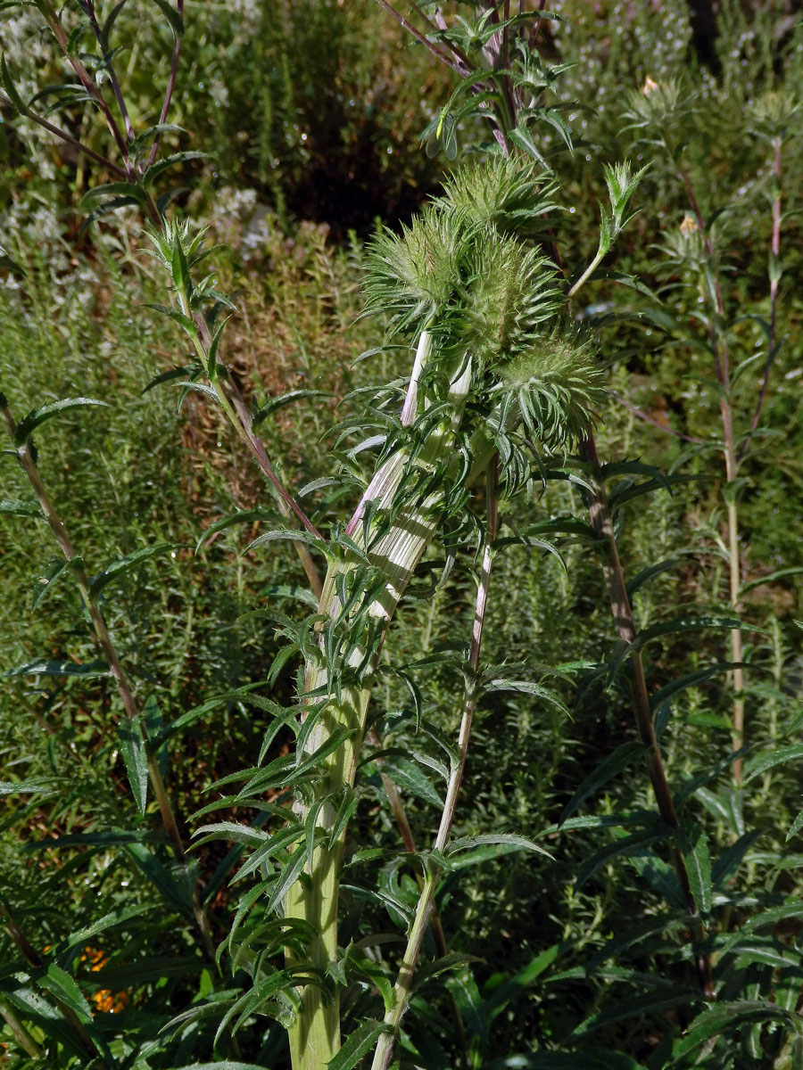 Fasciace pupava obecné (Carlina vulgaris L.)