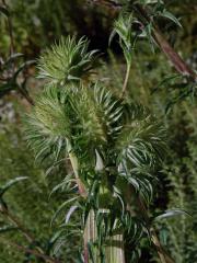 Fasciace pupava obecné (Carlina vulgaris L.)