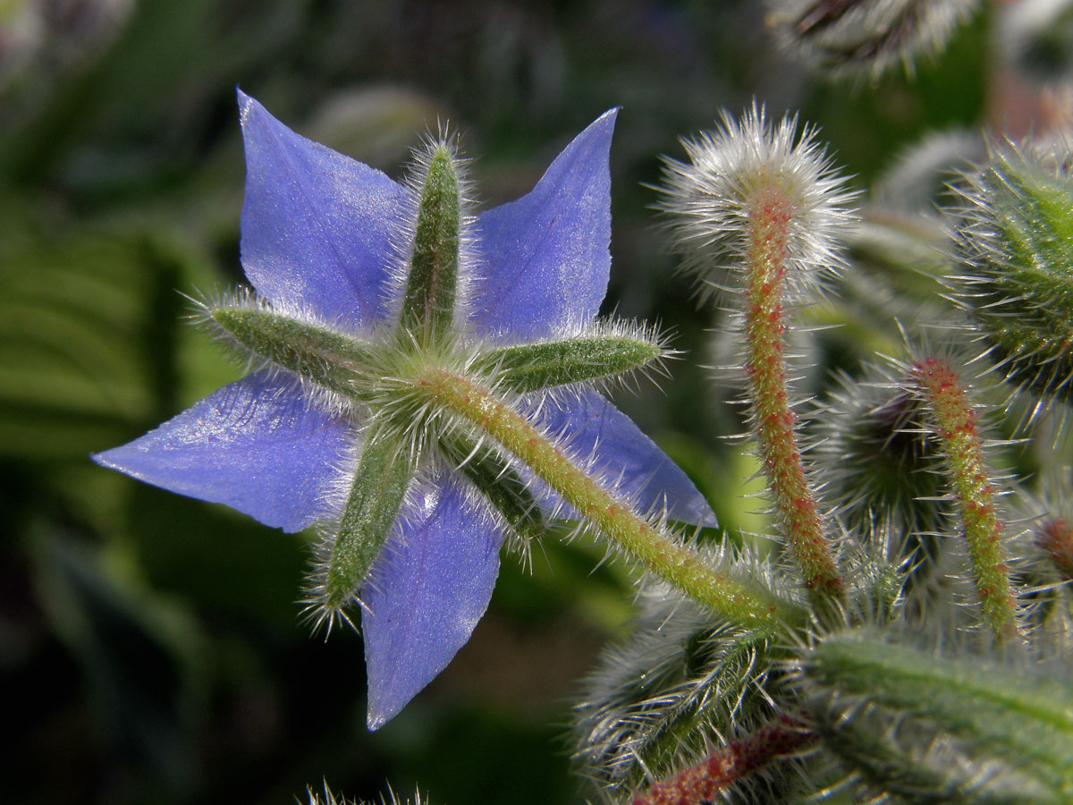 Brutnák lékařský (Borago officinalis L.)