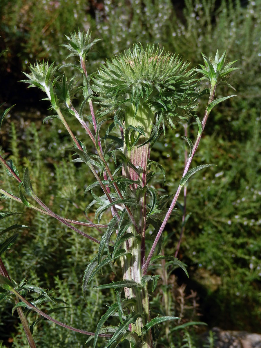 Fasciace pupava obecné (Carlina vulgaris L.)