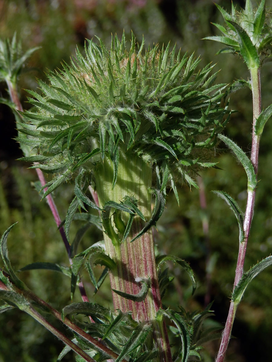 Fasciace pupava obecné (Carlina vulgaris L.)