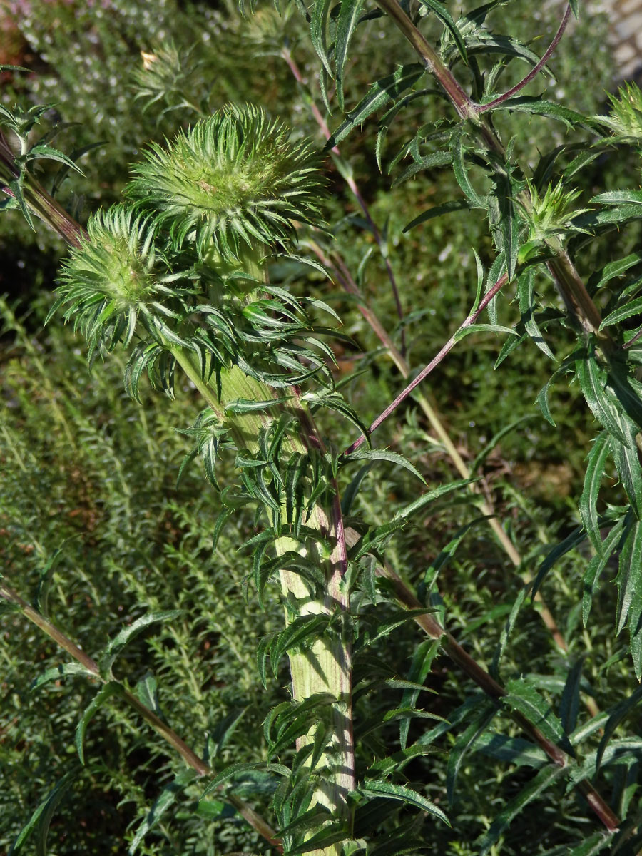 Fasciace pupava obecné (Carlina vulgaris L.)